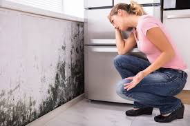 Trusted Fort Scott, KS Mold Removal Services Experts